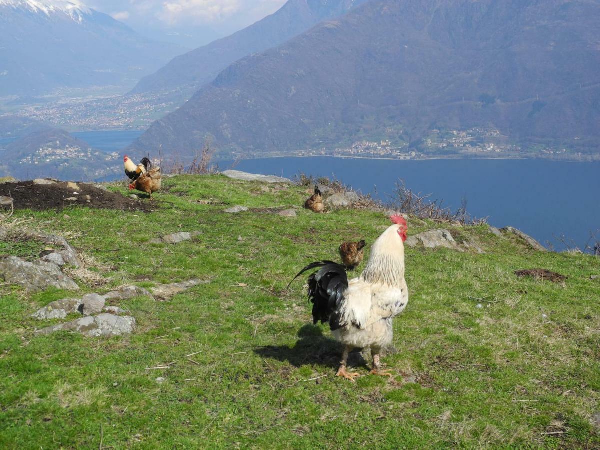 Agriturismo Piccolo Paradiso Pianello Del Lario Bagian luar foto