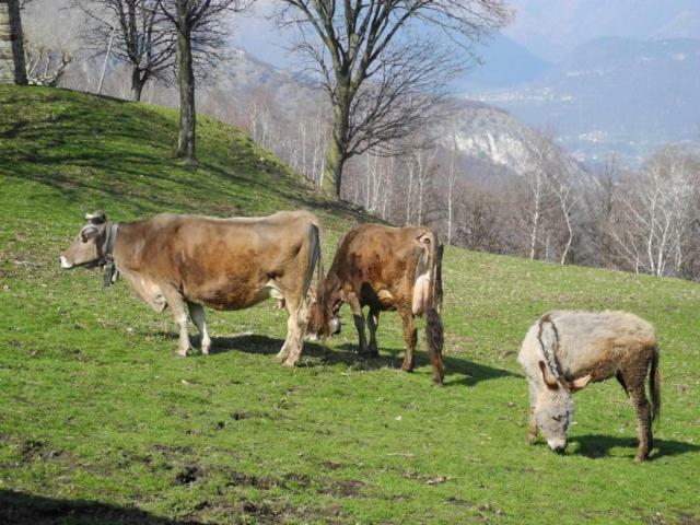 Agriturismo Piccolo Paradiso Pianello Del Lario Bagian luar foto